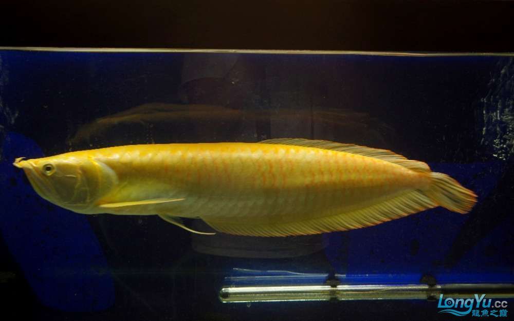祥龍魚場與其他魚場比較：祥龍魚場與其他魚場的區別