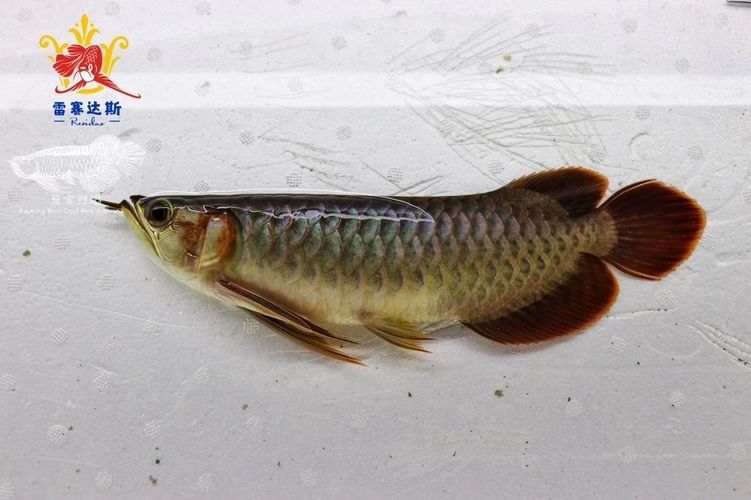 龍魚體色變化的自然因素：影響龍魚體色變化的自然因素