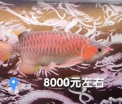 紅龍魚喂蝦仁行嗎（紅龍魚可以吃蝦仁嗎，紅龍魚喂養時需要注意什么）
