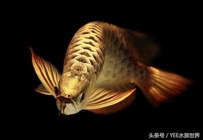 龍魚為什么頭朝上尾巴朝下：龍魚頭朝上尾巴朝下可能是由于多種原因引起的，飼養者應注意