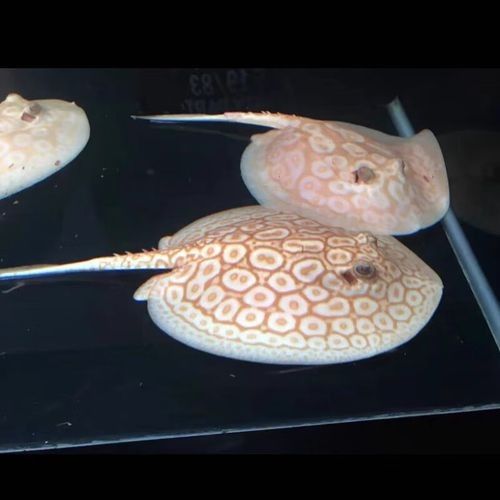 龍魚配魚圖片大全大圖視頻