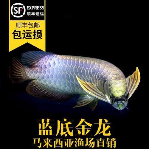 龍魚配魚圖片大全大圖視頻