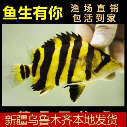 龍魚配魚圖片大全大圖視頻
