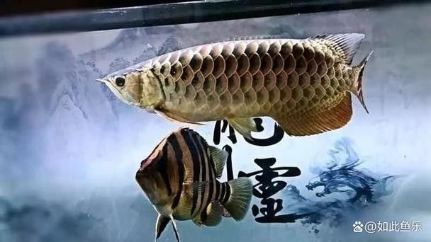 龍魚配魚圖片大全大圖視頻