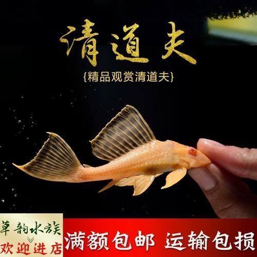 龍魚配魚圖片大全大圖視頻