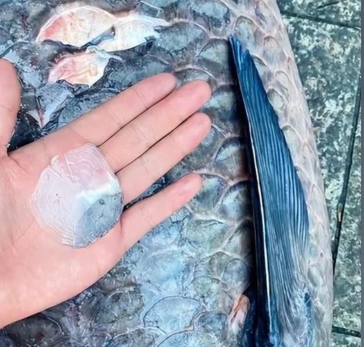 觀賞魚青龍魚