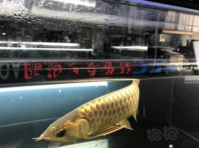 養(yǎng)龍魚水流量多大合適：養(yǎng)龍魚水流量多大合適養(yǎng)龍魚水流量合適的范圍