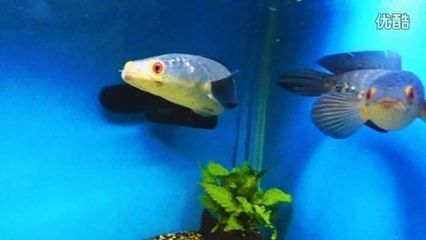 養雷龍魚缸需要遮黑色嗎：關于雷龍魚的黑色背景選擇