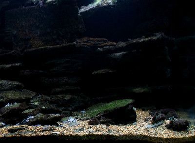 養雷龍魚缸需要遮黑色嗎：關于雷龍魚的黑色背景選擇