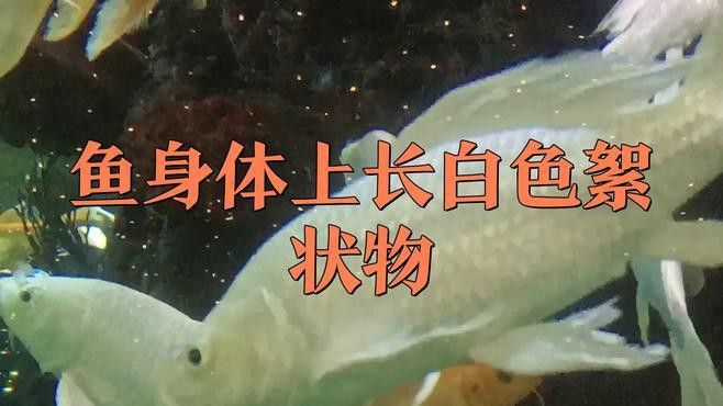 如何預防銀龍魚白絮病？