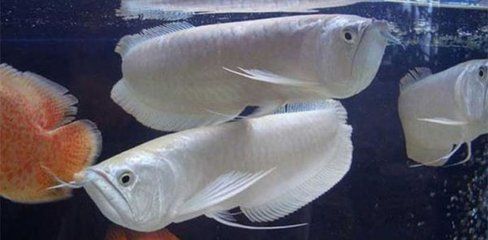 銀龍魚的一只眼睛向下斜了（銀龍魚的眼睛下垂怎么辦）
