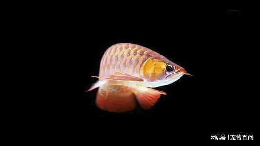 銀龍魚的一只眼睛向下斜了（銀龍魚的眼睛下垂怎么辦）