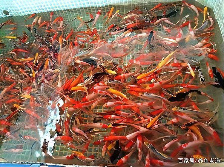 養魚口訣一三五七
