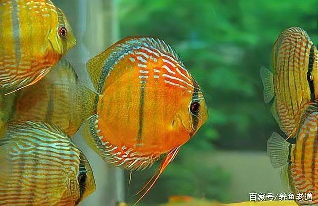 養(yǎng)魚口訣一三五七