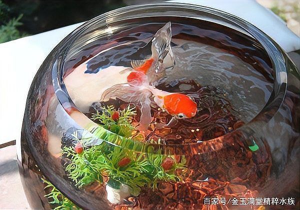 養魚口訣一三五七