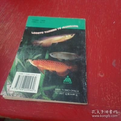 養龍魚需要什么東西：養龍魚需要準備什么物品
