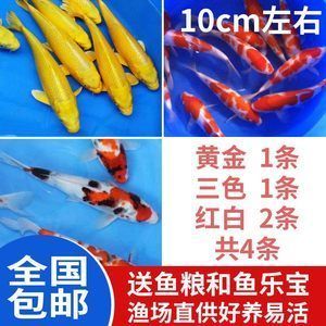 養龍魚需要什么東西：養龍魚需要準備什么物品