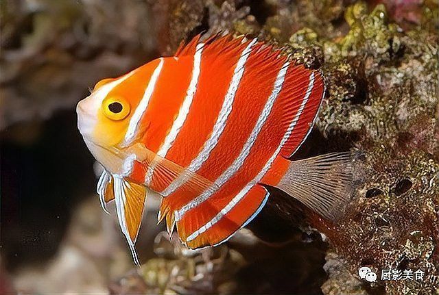 超血紅龍魚的市場價格何時最高？