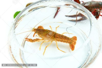 龍魚可以吃青蝦，但在喂食過程中需要注意青蝦的頻率：龍魚可以吃青蝦