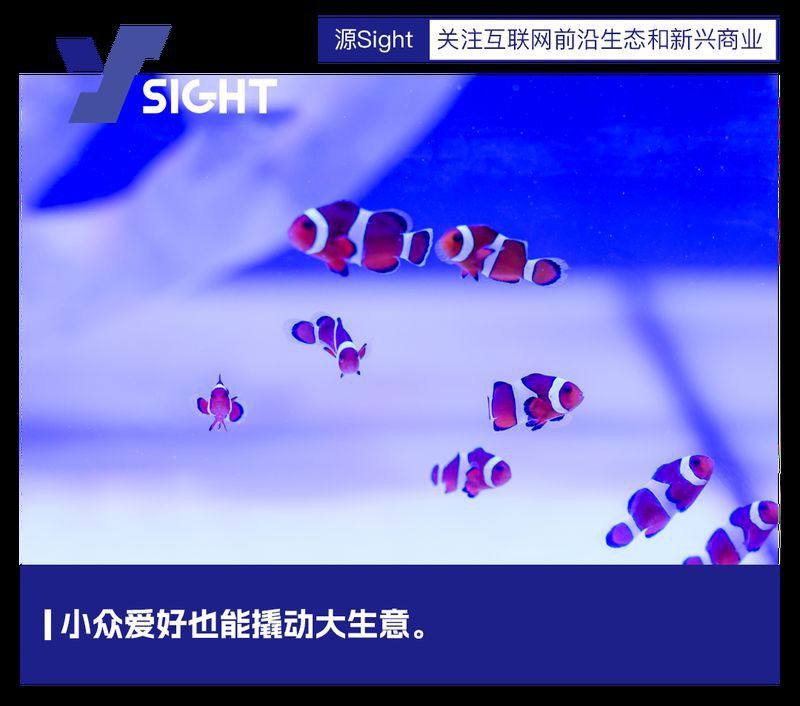 觀賞魚市場行情分析