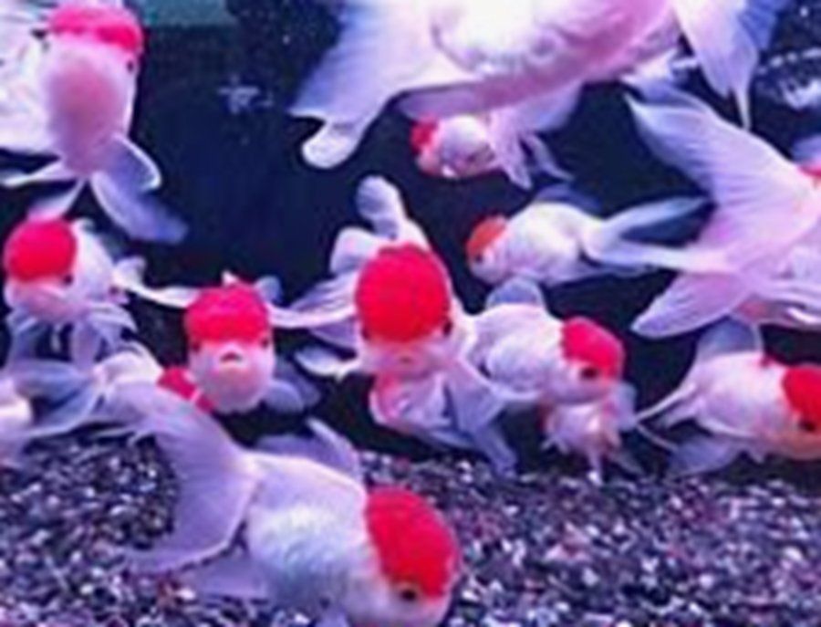 觀賞魚市場行情分析