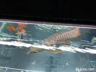古典紫羅蘭龍魚（古典紫羅蘭龍魚養殖方法）