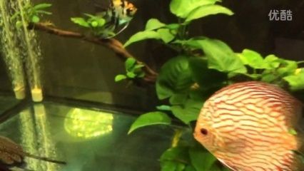 龍魚開缸需要多久時間:龍魚開缸需要多久時間可以從幾天到一個月不等 龍魚百科 第1張 龍魚開缸需要多久時間:龍魚開缸需要多久時間可以從幾天到一個月不等 龍魚開缸需要多久時間:龍魚開缸需要多久時間可以從幾天到一個月不等 龍魚百科 第1張
