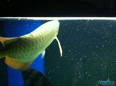 龍魚開缸需要多久時間:龍魚開缸需要多久時間可以從幾天到一個月不等 龍魚百科 第2張 龍魚開缸需要多久時間:龍魚開缸需要多久時間可以從幾天到一個月不等 龍魚開缸需要多久時間:龍魚開缸需要多久時間可以從幾天到一個月不等 龍魚百科 第2張