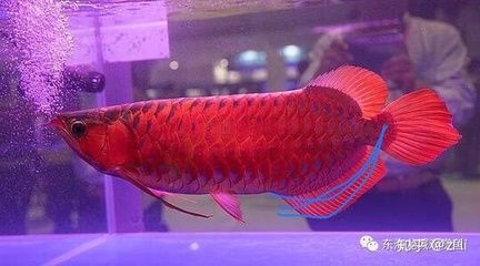 紅龍魚什么樣的體型好：紅龍魚體型特征對于飼養者來說非常重要，紅龍魚體型完美者難得