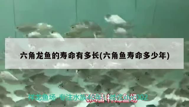 六角龍魚的壽命有多長(六角魚壽命多少年) 六角龍魚的壽命有多長(六角魚壽命多少年) 龍魚百科