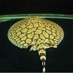馬來西亞的魟魚多少錢一斤