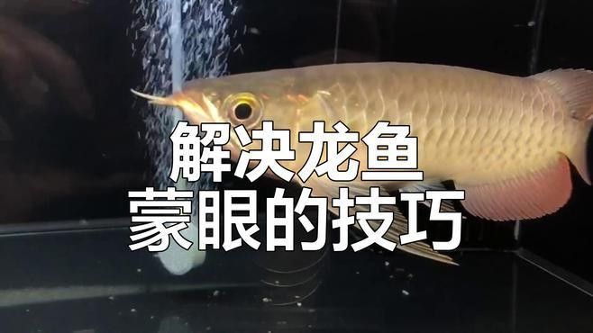 銀龍魚蒙眼最好最快的辦法是什么呢