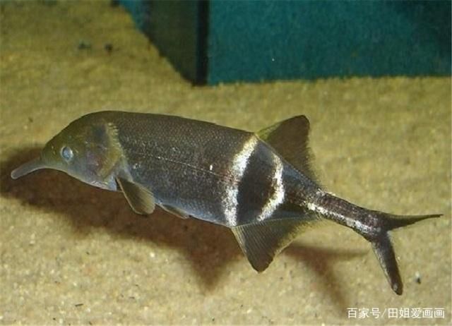 象鼻魚混養食物搭配指南：象鼻魚混養需要注意的細節 象鼻魚混養食物搭配指南：象鼻魚混養需要注意的細節 龍魚百科 第2張