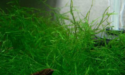 龍魚可以養(yǎng)水草嗎，需要注意的是：龍魚可以養(yǎng)水草嗎，但需要注意的是