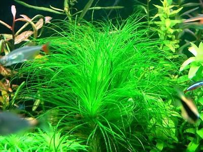 龍魚可以養(yǎng)水草嗎，需要注意的是：龍魚可以養(yǎng)水草嗎，但需要注意的是