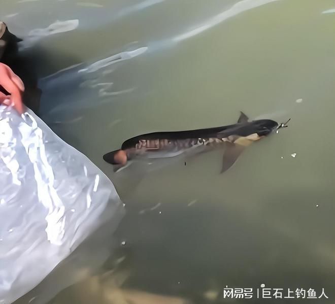 龍魚能放生嗎有講究嗎有講究嗎：放生龍魚是一種古老的原始淡水魚，它們是一種古老的原始淡水魚