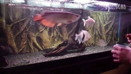 金龍魚吃蝦肉效果怎么樣：關于金龍魚吃蝦肉的效果，我們可以得出以下幾點： 金龍魚吃蝦肉效果怎么樣：關于金龍魚吃蝦肉的效果，我們可以得出以下幾點： 龍魚百科 第3張