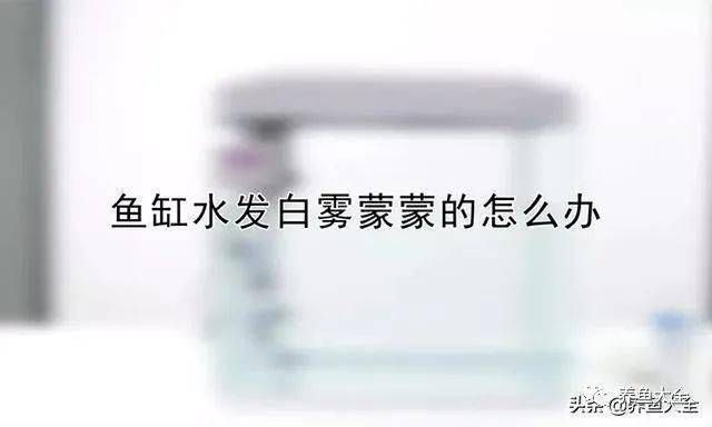 金龍魚用什么魚缸：養金龍魚的注意事項 金龍魚用什么魚缸：養金龍魚的注意事項 龍魚百科 第6張