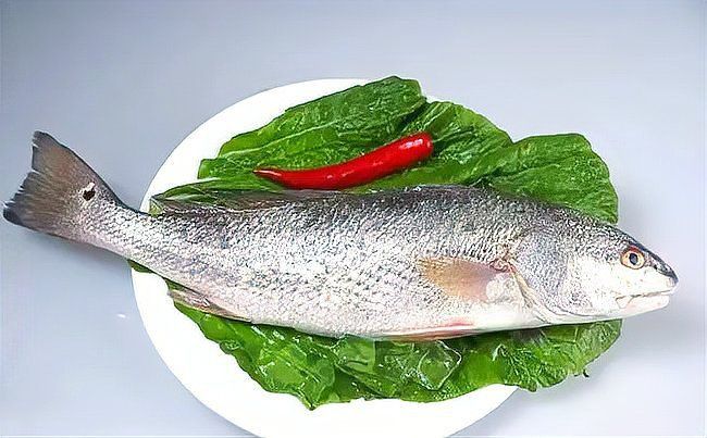 美國大眼班魚是什么品種