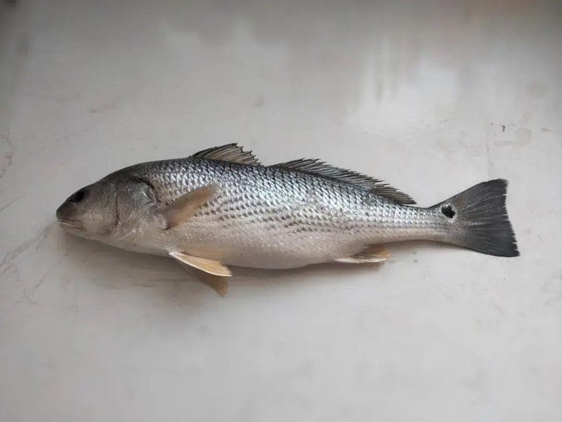 美國大眼班魚是什么品種