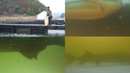 龍魚水質檢測哪些項目：龍魚水質檢測中常見的指標及其合格標準