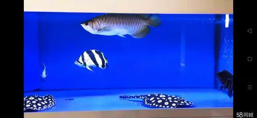 秦皇島 金龍魚（秦皇島金龍魚品牌是什么）