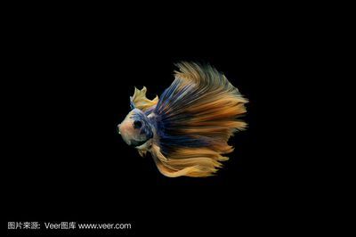 金龍魚動態壁紙下載方法：金龍魚動態壁紙下載指南