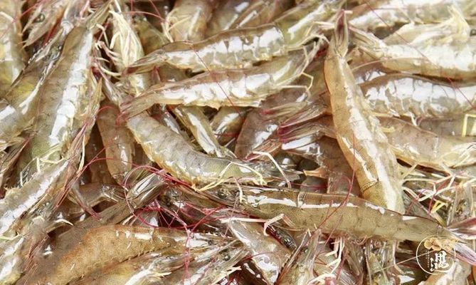 龍魚吃咸蝦會死嗎：喂食咸蝦可能會引起龍魚的腸炎，喂食咸蝦可能會導致死亡