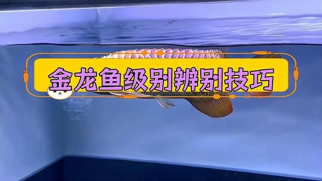 如何區分金龍魚的品相等級？ 如何區分金龍魚的品相等級？ 龍魚百科 第8張