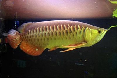 龍魚最便宜是那一年：如何查詢龍魚價格