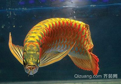 龍魚最便宜是那一年：如何查詢龍魚價格