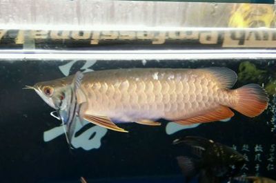 銀龍魚苗厭食癥的解決策略:如何判斷銀龍魚苗是否患病 龍魚百科 第5張 銀龍魚苗厭食癥的解決策略:如何判斷銀龍魚苗是否患病 銀龍魚苗厭食癥的解決策略:如何判斷銀龍魚苗是否患病 龍魚百科 第5張