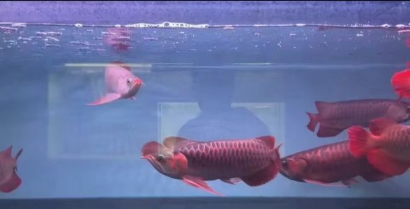 紅龍魚混養(yǎng)的風(fēng)水影響分析：紅龍魚在風(fēng)水學(xué)中具有多種吉祥的意義，混養(yǎng)對(duì)家居風(fēng)水的影響