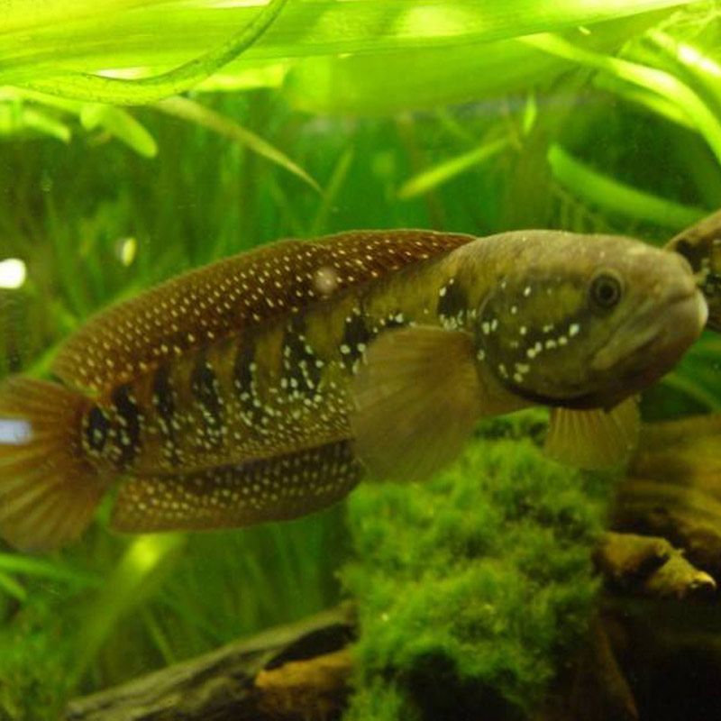 龍魚和雷龍魚哪個好釣些：龍魚和雷龍魚哪個更好釣